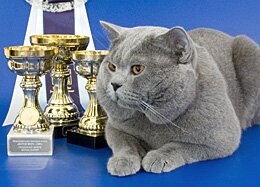 Отец: голубой британский короткошерстный кот Чемпион Мира WCF Arnold British Symphony