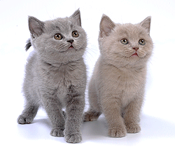 Британские короткошерстные котята голубого и лилового окраса