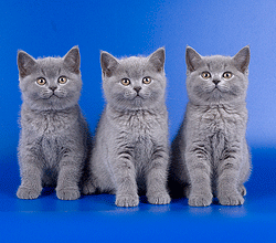 Британские плюшевые котята голубого окраса