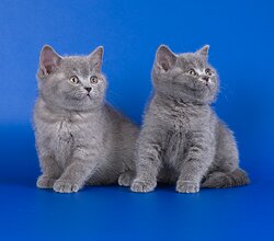 Шотландские вислоухие и прямоухие короткошерстные котята