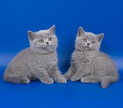 Британские короткошерстные котята
