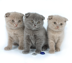 Голубой шотландский вислоухий котенок Scottish Fold. Лиловые шотландские вислоухие котята Scottish Fold kittens