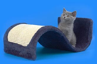 Когтеточки для кошек и котят. Фото: голубой британский котенок.