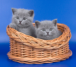 Котята в корзинке. Голубые британские короткошерстные коты