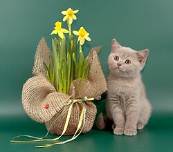 Британские котята