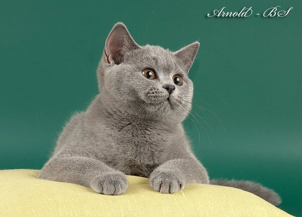 Фото голубого британского короткошерстного котенка. Британский котенок голубого окраса. Голубая британская короткошерстная кошка.