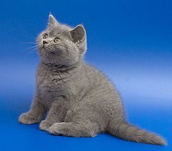 Голубой британский плюшевый котенок