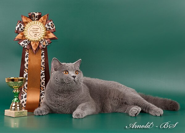Фото: голубая британская кошка Международный Чемпион WCF Lovely Doll Aquilon (BRI a).