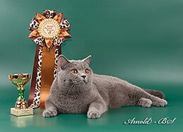 Мать: голубая британская короткошерстная кошка Международный Чемпион WCF, кандидат на титул Большой Международный Чемпион WCF Lovely Doll Aquilon (BRI a)