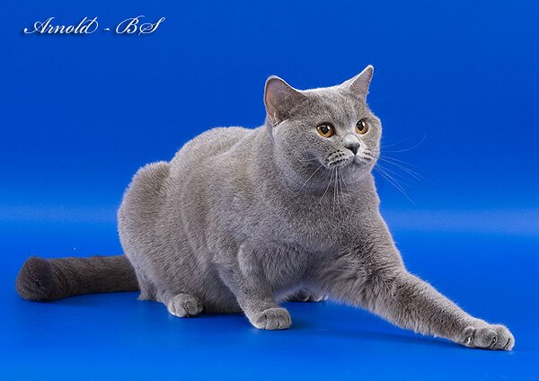 Голубая британская кошка. Фото голубой британской короткошерстной кошки. Британская кошка голубого окраса Чемпион Мира WCF (World Champion WCF) Olympia Aquilon