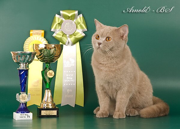 Фото британской короткошерстной кошки лилового окраса. Лиловая британская короткошерстная кошка Большой Международный Чемпион WCF, Кандидат на титул Чемпион Европы WCF Goldie Aquilon (BRI c).