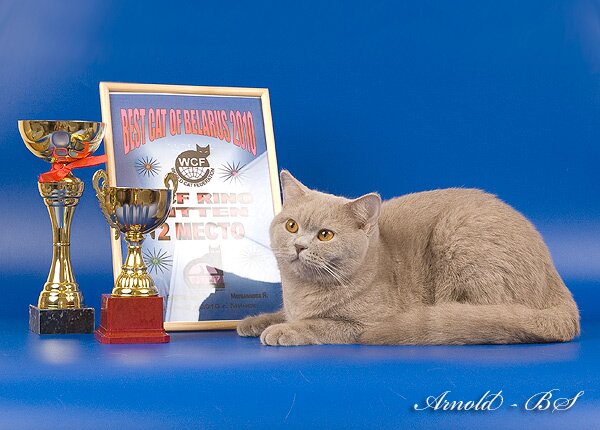 Фото британской короткошерстной кошки лилового окраса. Лиловая британская короткошерстная кошка Большой Международный Чемпион WCF, Кандидат на титул Чемпион Европы WCF Goldie Aquilon (BRI c).